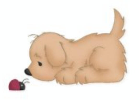 Hund Käfer